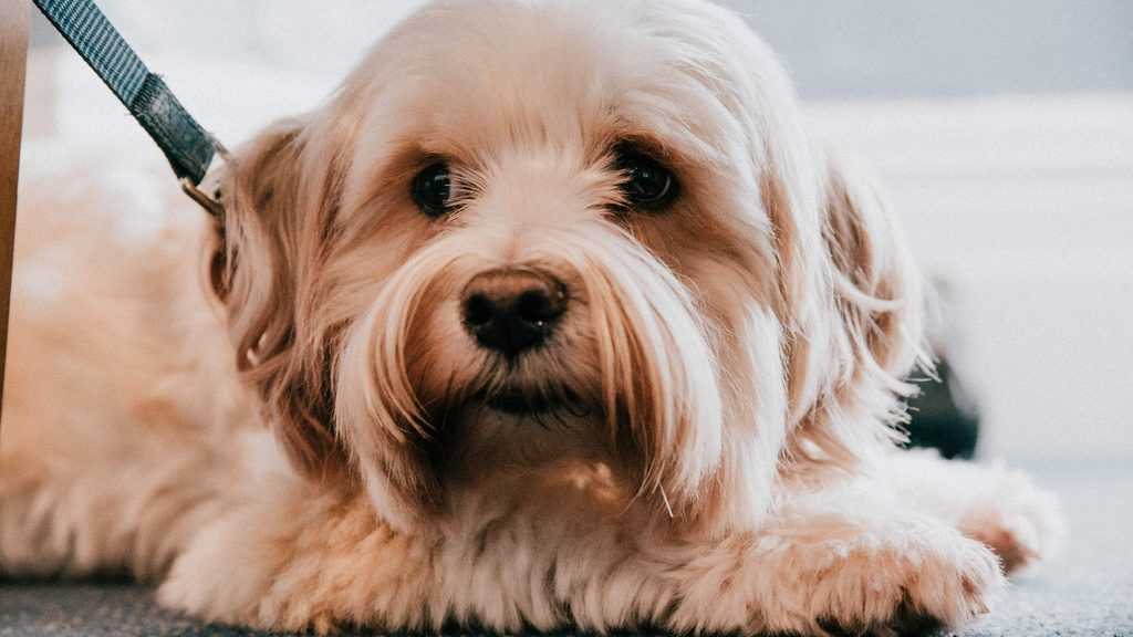 Dog Friendly The Seaview Hotel Isle of Wight Dotty4Paws