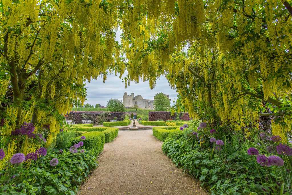 Helmsley Walled Garden Laburnum and Castle