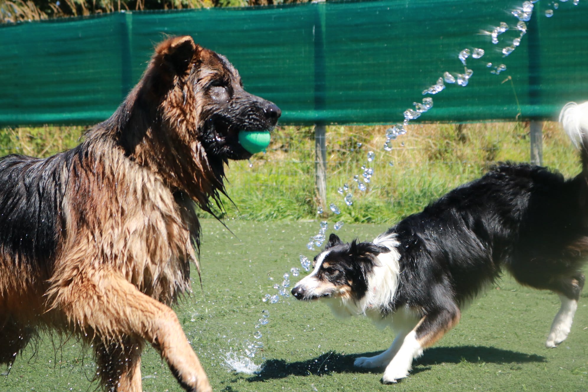 Dogs Having Fun at Doggy Daycare Cornwall