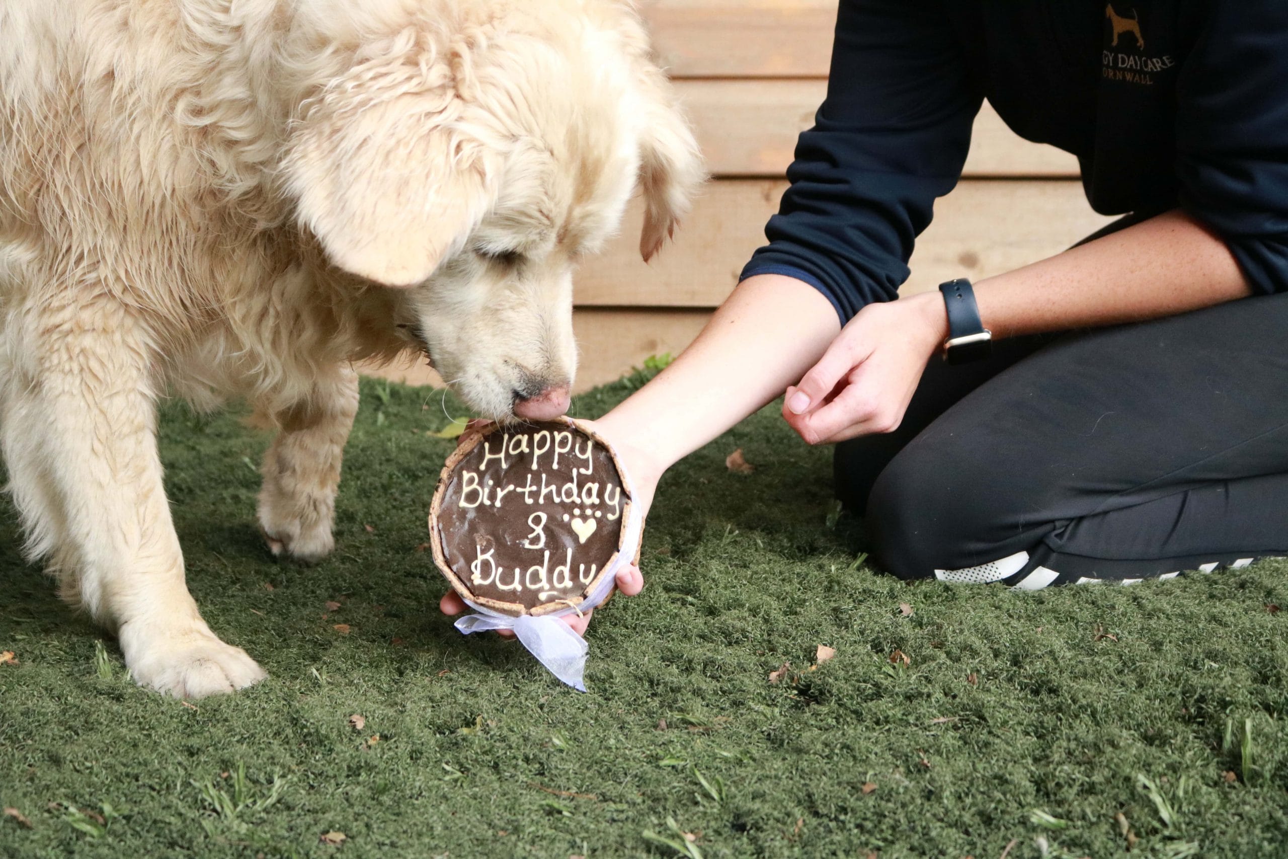 Birthday Celebrations at Doggy Daycare Cornwall