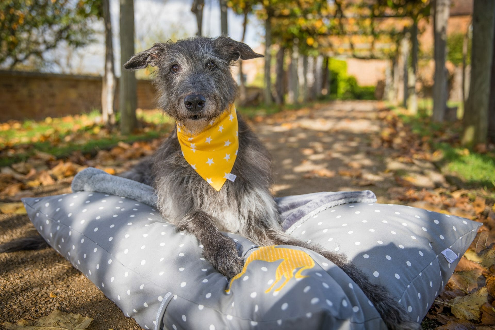 Dog beds and sales accessories