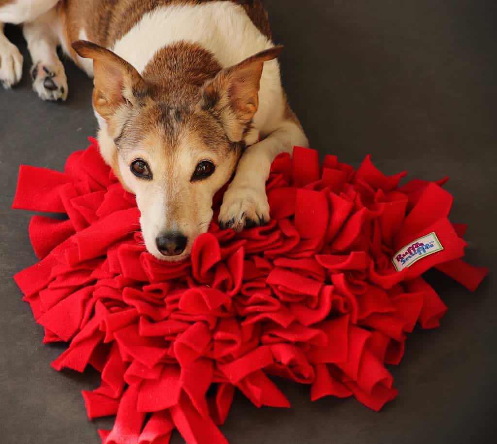 Ruffle Snuffle Dog Snuffle Mat