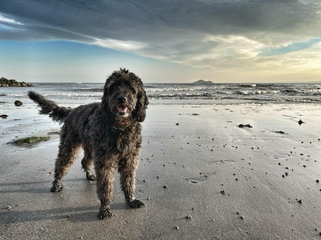 Dog on Beach Fife
