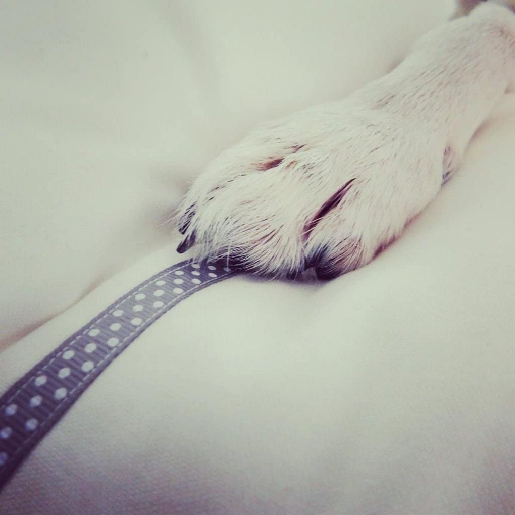 Slumbering Hound Bespoke Dog Bed
