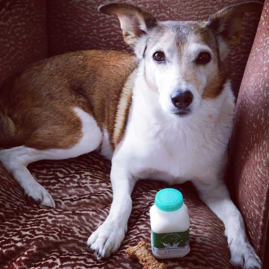 The Dog Who'd Got The Milk!