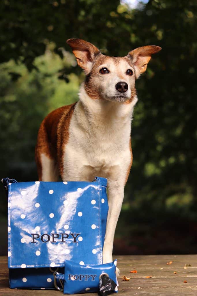 Oilcloth dog shop walking bag