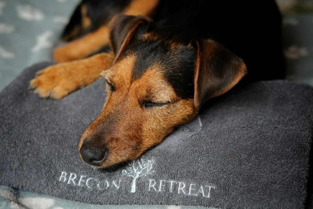 Dog Friendly Brecon Retreat