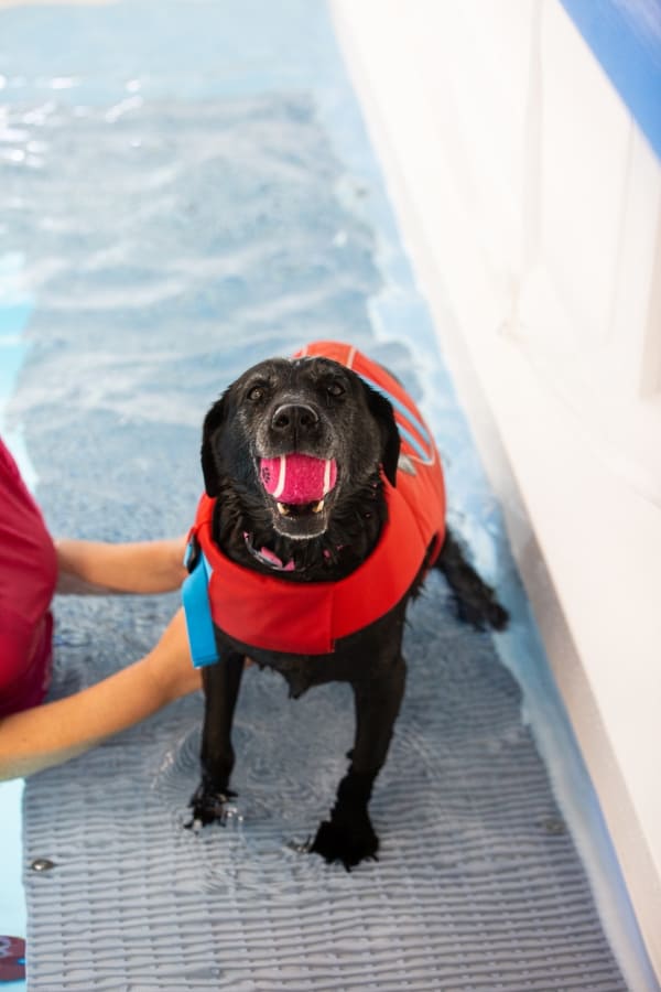 Lucy Pet Carer Hydrotherapy