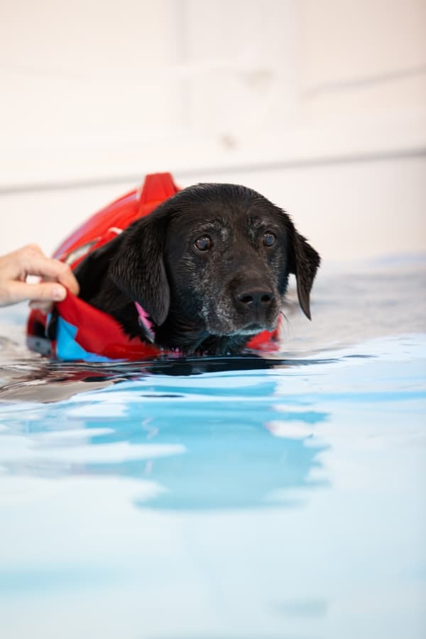 Lucy Pet Carer Hydrotherapy Pool