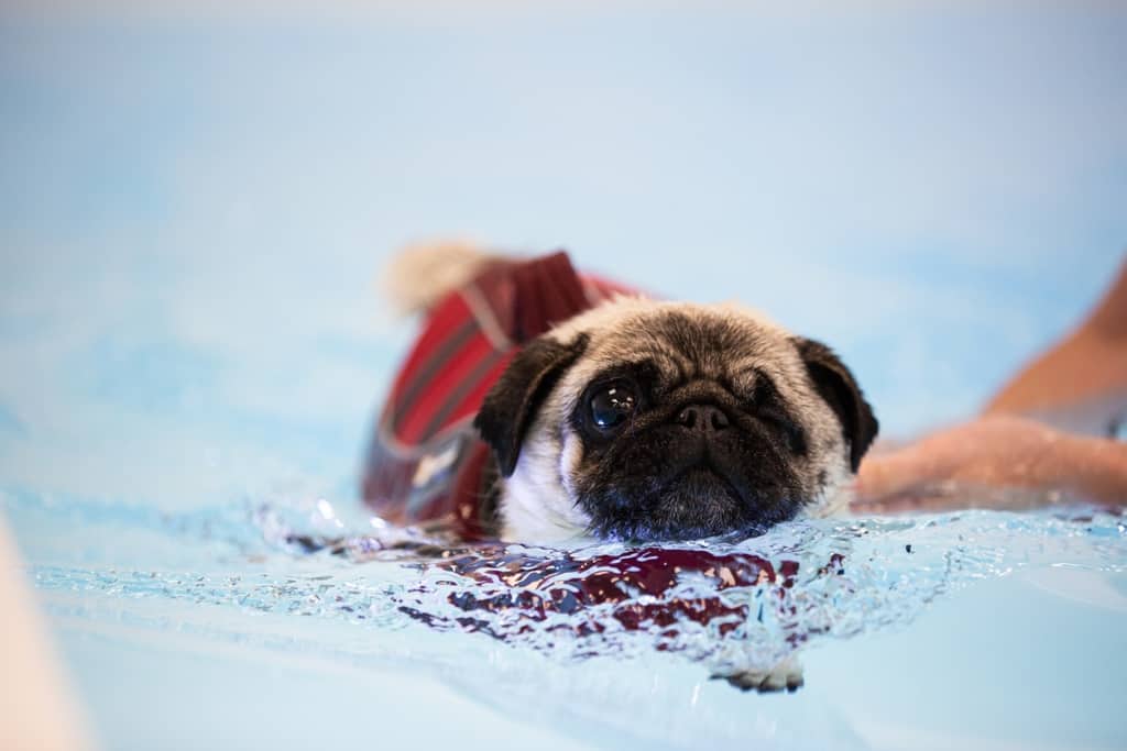 Lucy Pet Carer Canine Hydrotherapy Pool