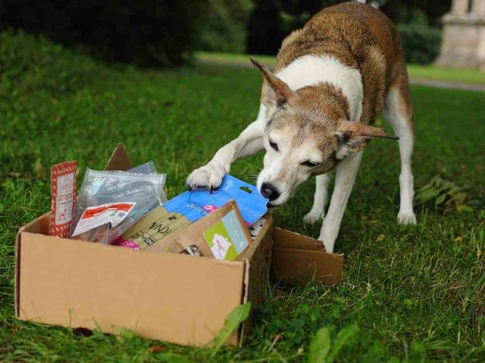 Photograph of Dog with Collar Club Subscription Box