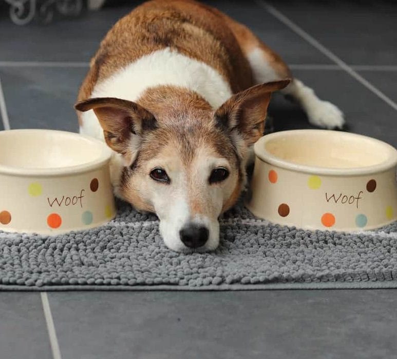 Soggy Doggy Slopmat review: Is this dog bowl mat worth it? - Reviewed