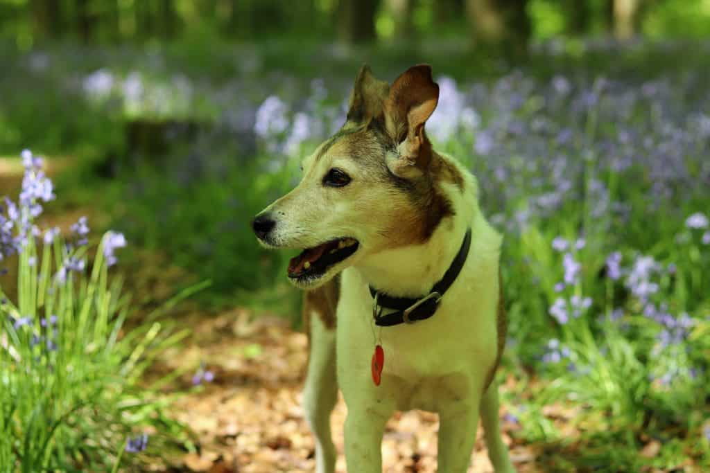 Dog In Bluebell Woods