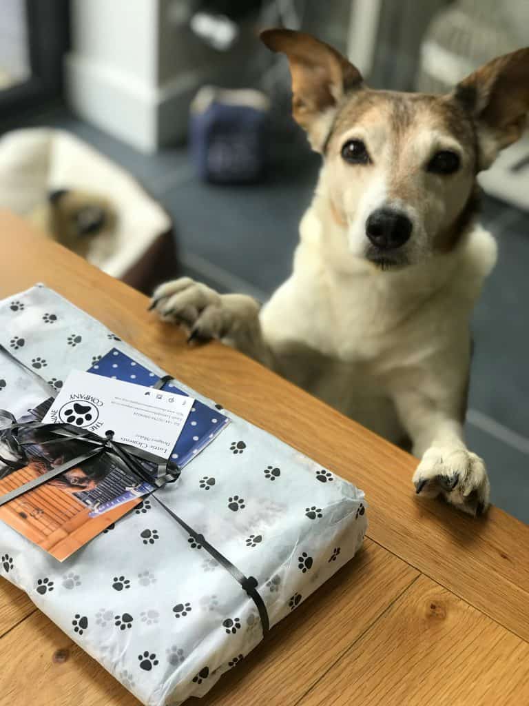 Dog with Present