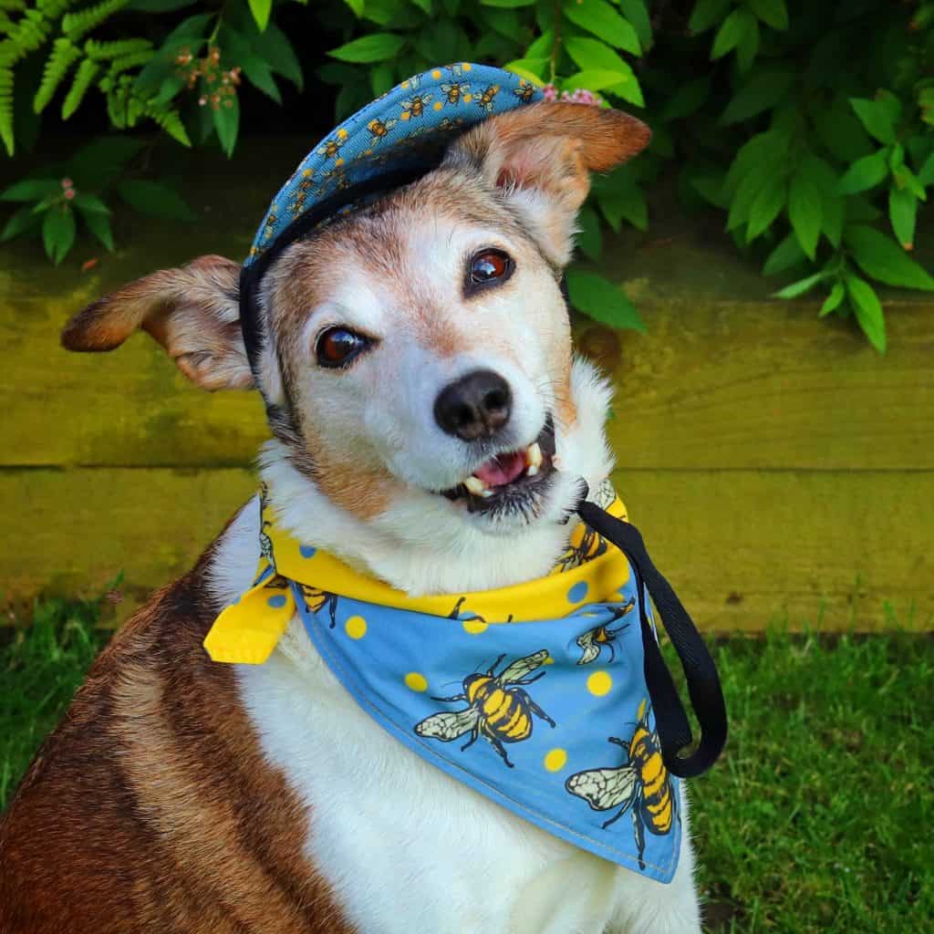 Barks and Squeaks Hat and Bandana