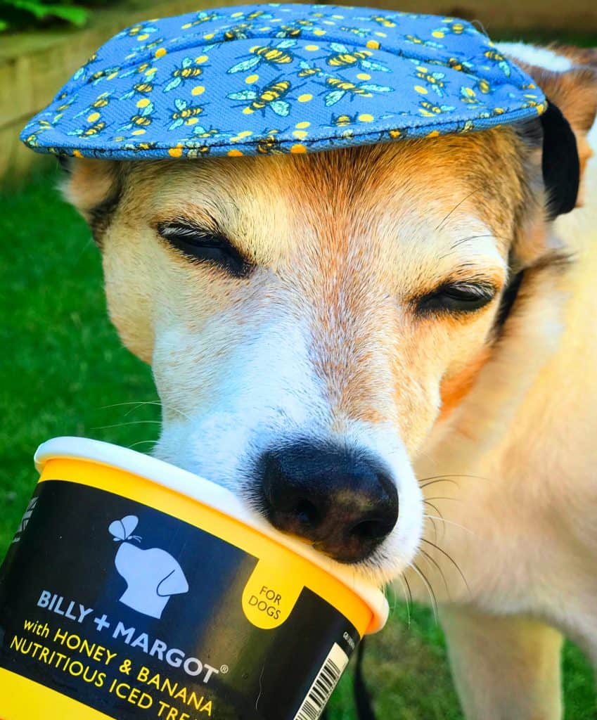 Dog Eating an Ice Cream