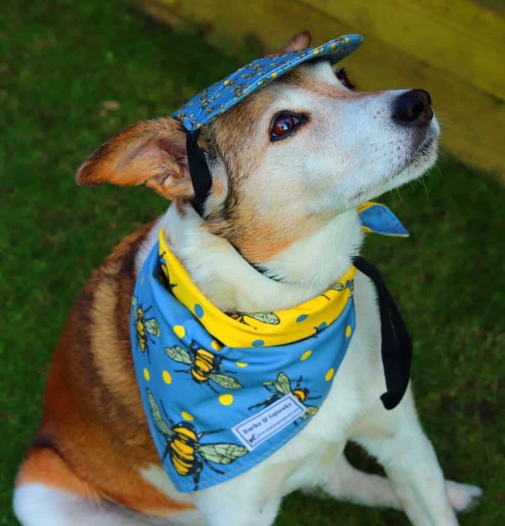 Barks and Squeaks Dog Hat and Bandana