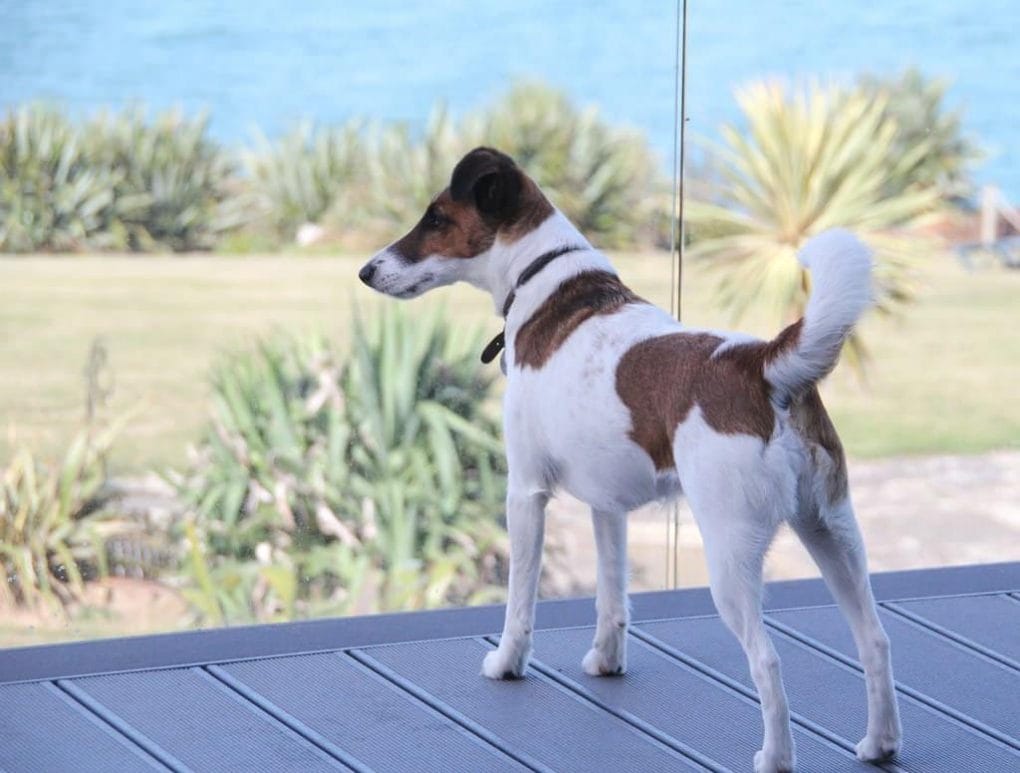 Crantock Bay Dog Friendly Luxury Appartments Cornwall
