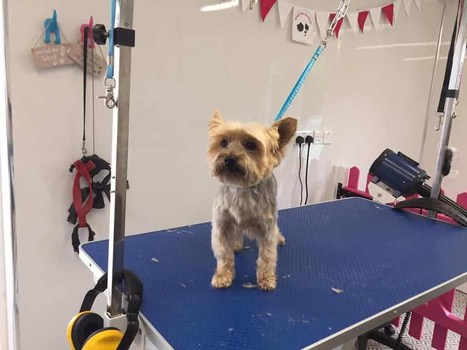 Dog Groomers Kings Pet Services Kent