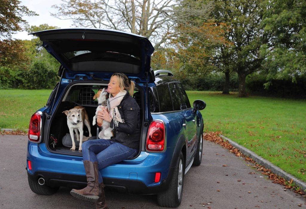 Dog guard to fit mini cooper best sale