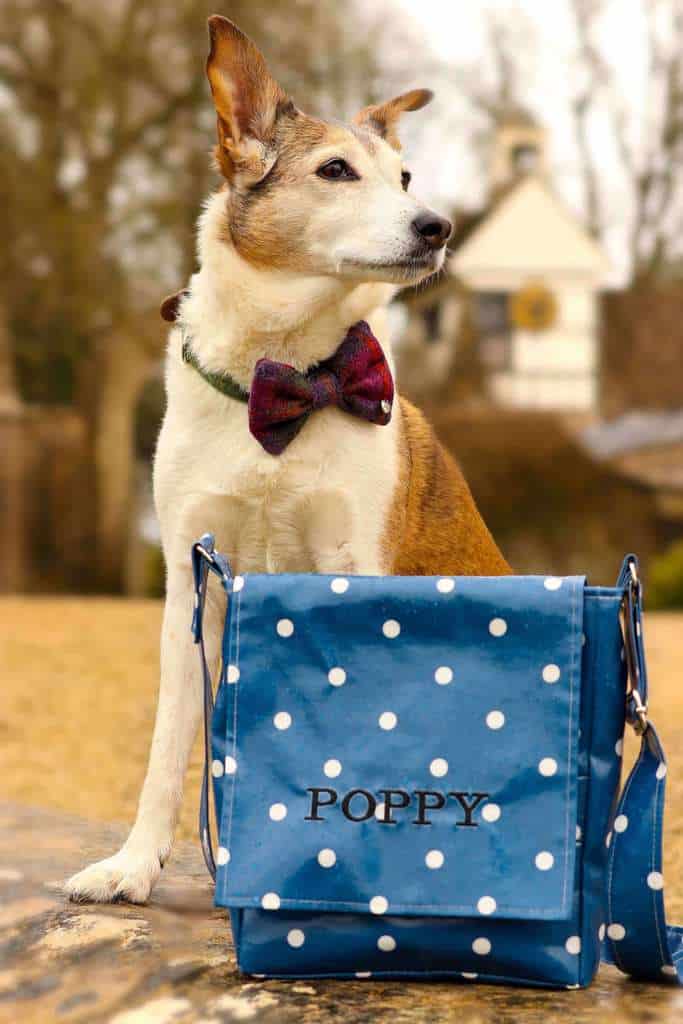 The Cosy Canine Company Dog Walking Bag