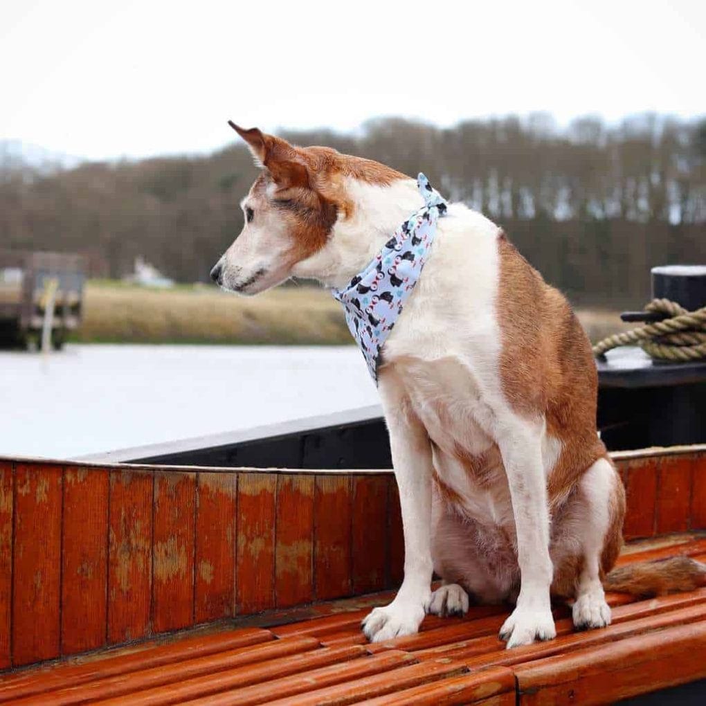 Woodfarm Barges Dog Friendly Suffolk