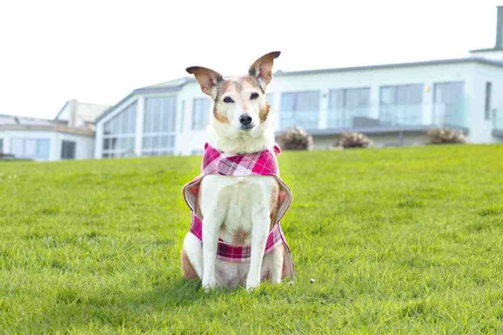 Crantock Bay Holiday Apartments Dog Friendly Cornwall