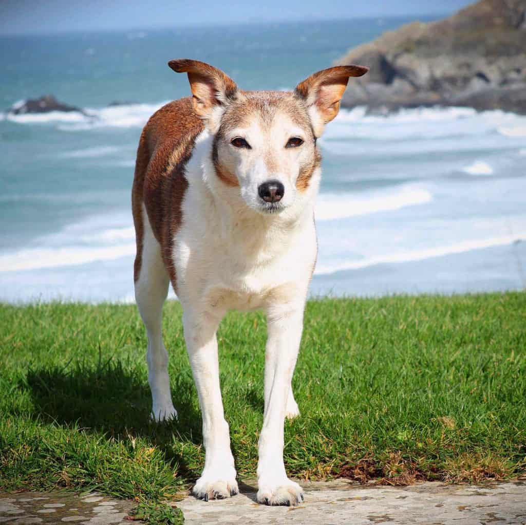 Crantock Bay Apartments Dog Friendly North Cornwall