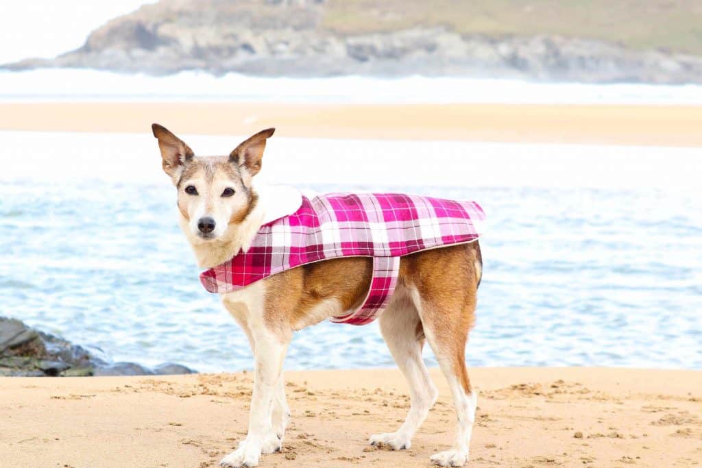 Crantock Bay Dog Friendly Holiday Apartments Cornwall