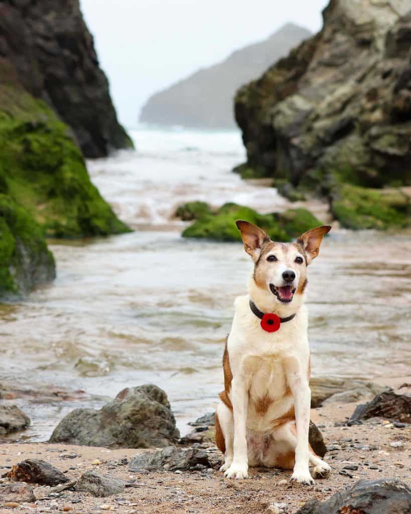 Crantock Bay Dog Friendly Holiday Apartments Cornwall