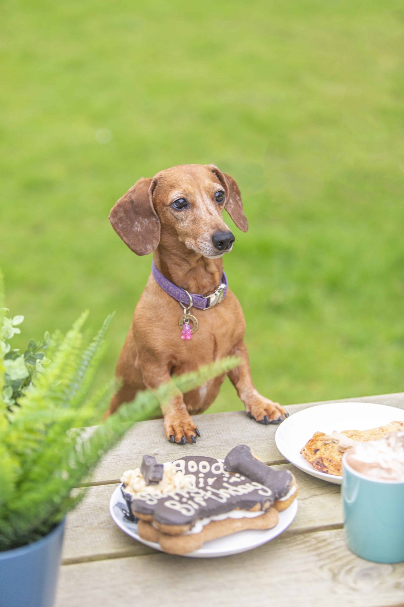 Natural Cornish Pet Shop Hayle Cornwall Dotty4Paws