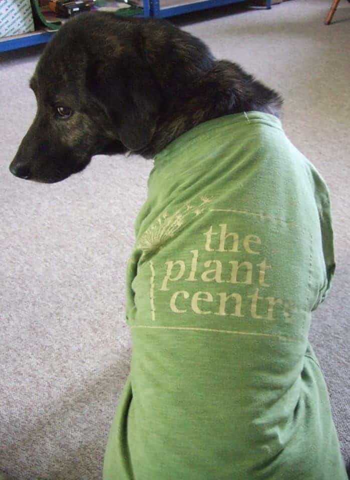The Plant Centre Dog Friendly Ludlow