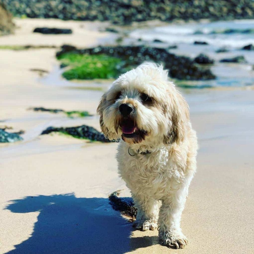 Cavapoo Dog on Dogfriendly Beach Cornwall