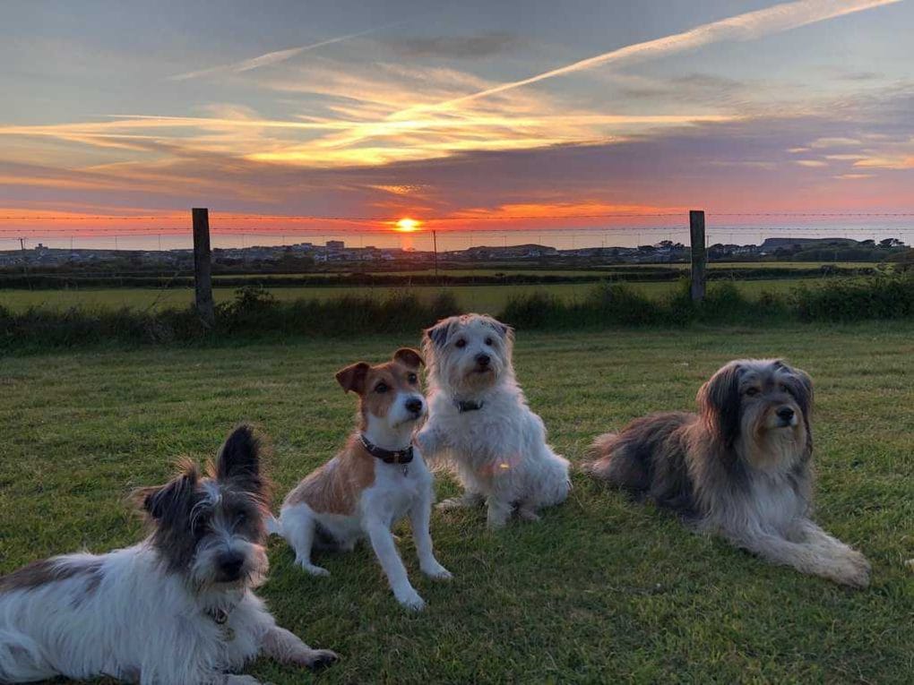 Dogs at Sunset