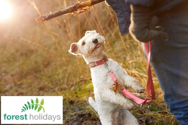 Forest Holidays Dog Friendly Beddgerlert Snowdonia