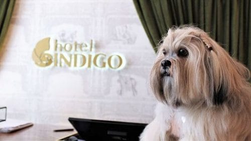 Hotel Indigo Dog Friendly Kensington