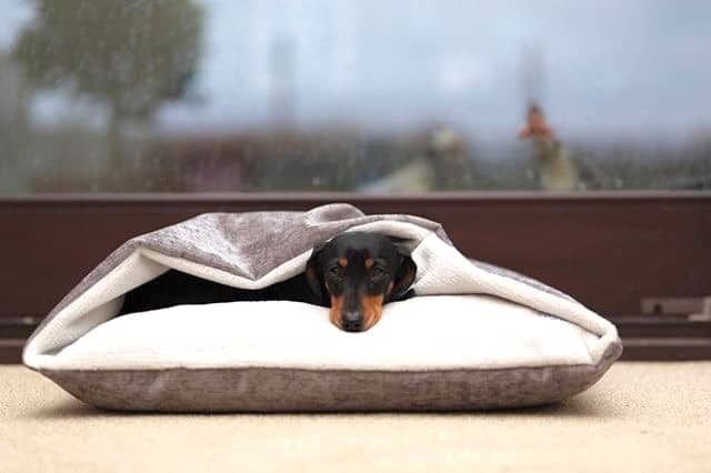 Designed For Dogs Dog Beds