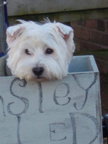Helmsley Walled Garden Dog Friendly Yorkshire (PC Richard Aspinall)