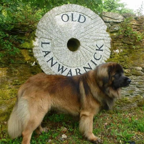 Old Lanwarnick Self Catering Cottages Dog Friendly Cornwall