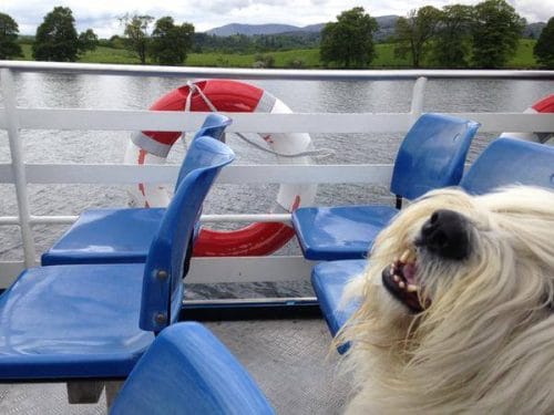 Windermere Lake Cruises Dog Friendly