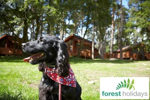 Forest Holidays Dog Friendly Blackwood Forest