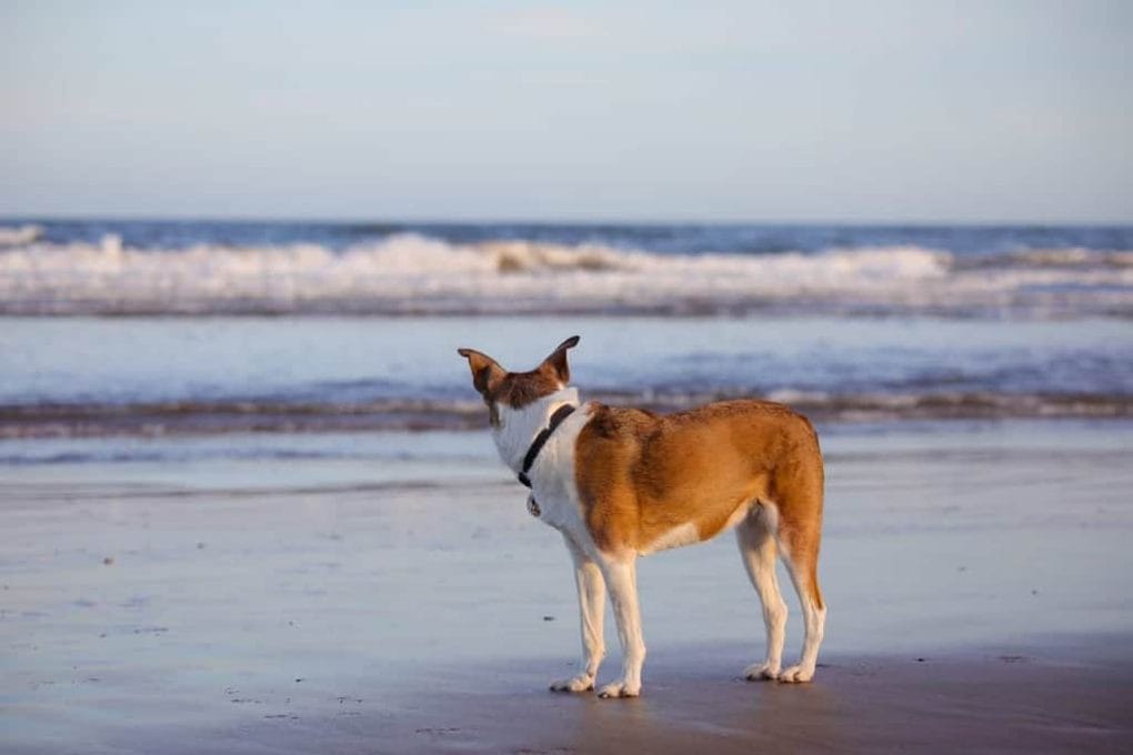 Dog Friendly Dawlish Warren Beach