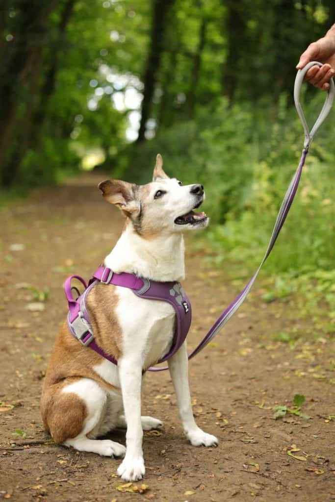 Dog Wearing Lead and Harness