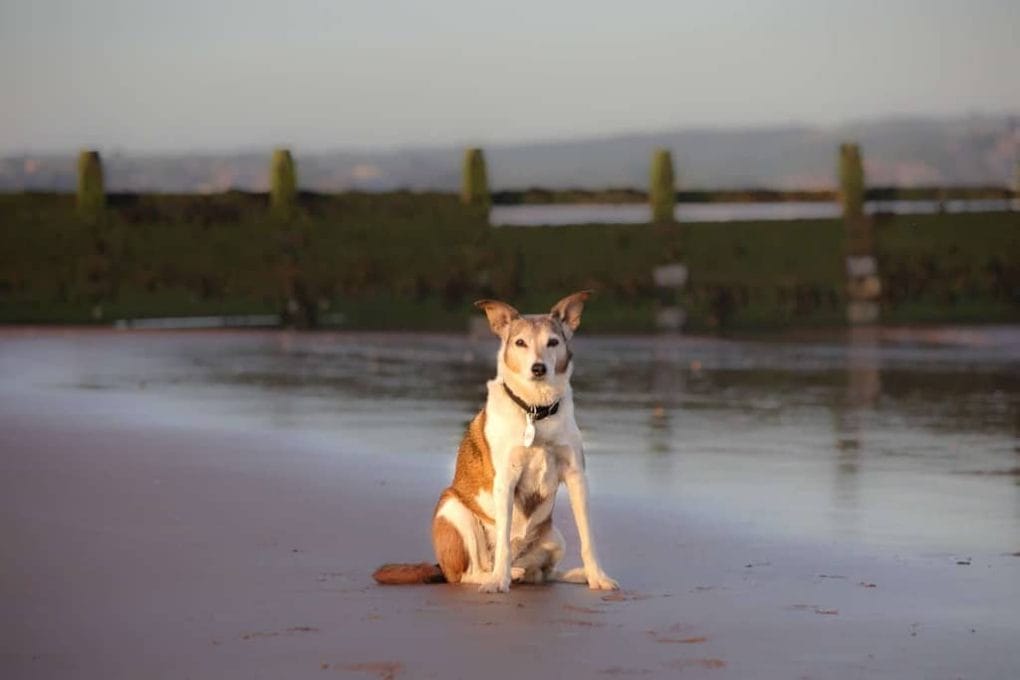 Dog Friendly Dawlish Warren Beach