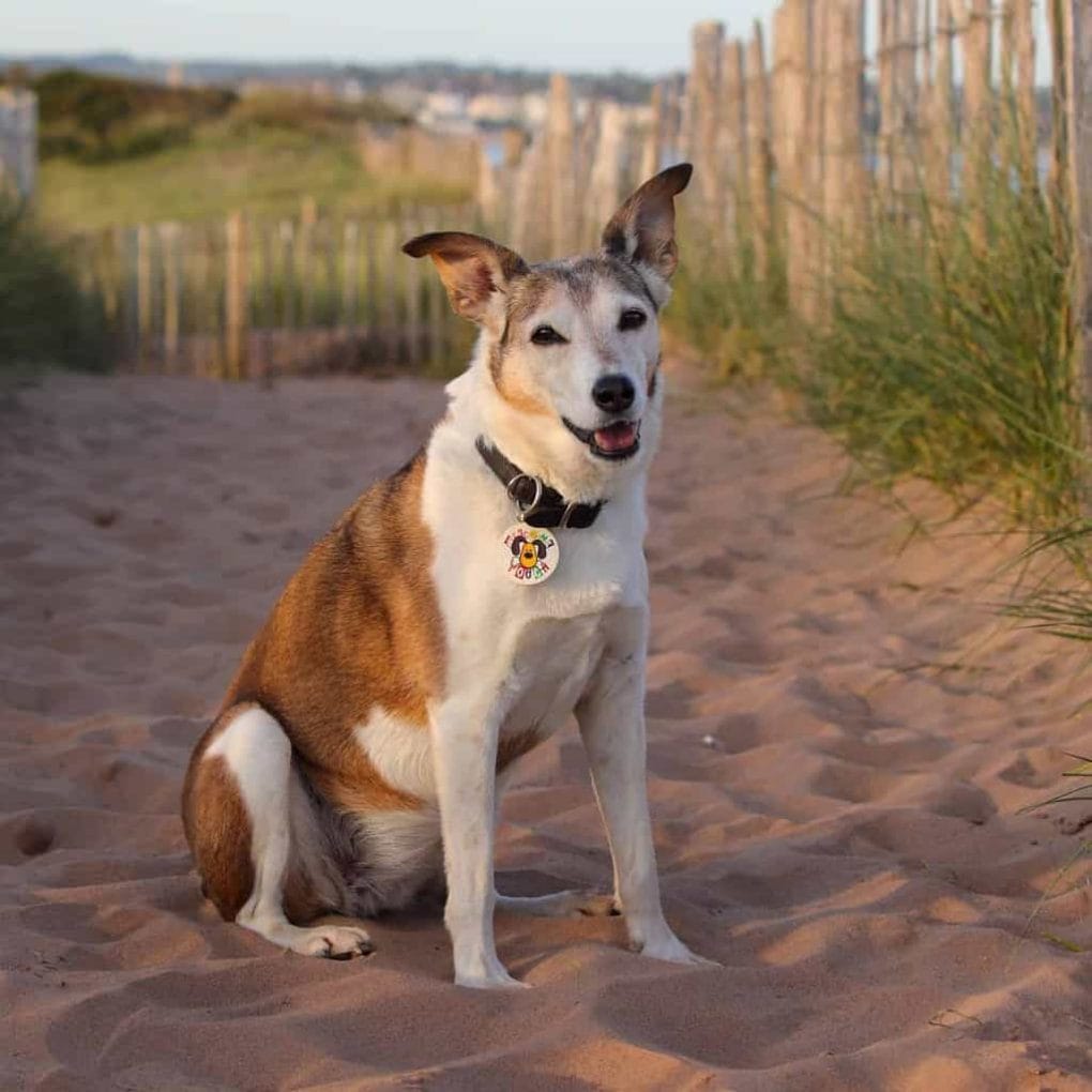 Dog in sand dunes on Dawlish Warren Beach
