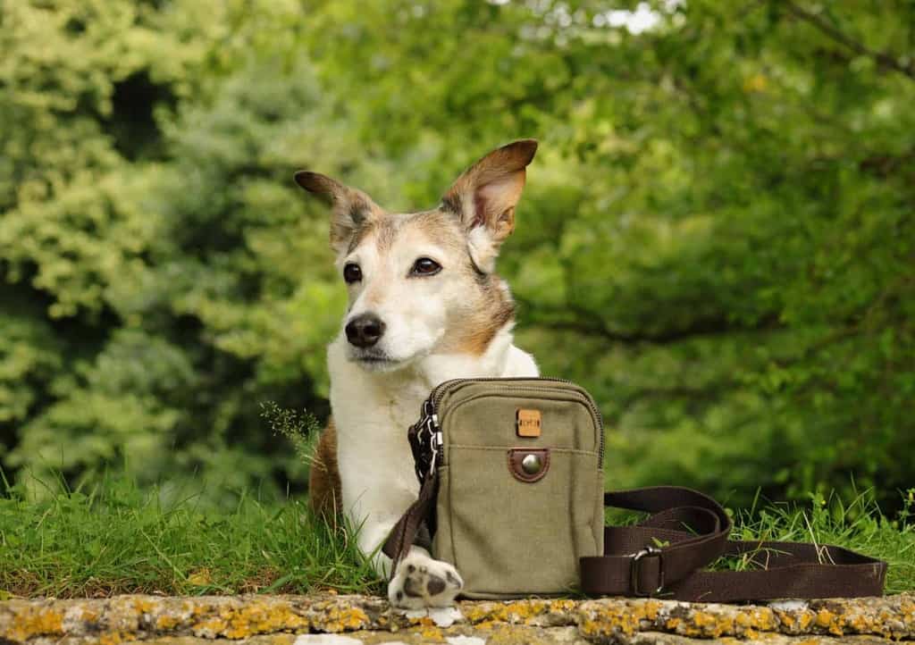 The Dandy Dog Company Walking Bag Review