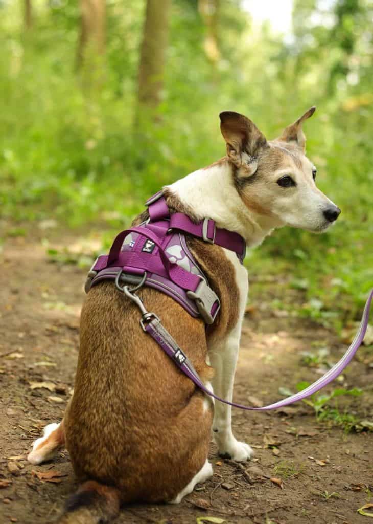 The Weekend Warrior Harness and Lead by Hurtta Review