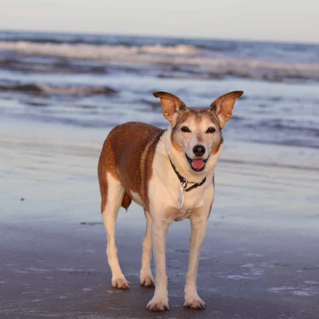 Dog on Dawlish Warren Beach