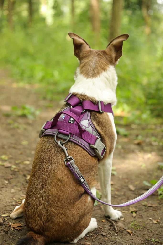 Dog with Hurtta Harness and Lead