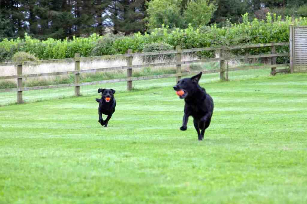 Greenwood Grange Dog Friendly Cottages Dorset Dog Exercise Area